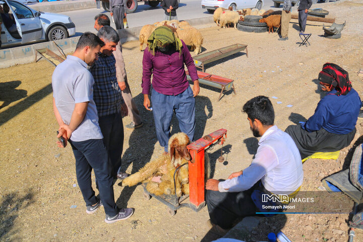 بازار دام کرمانشاه در عید اطاعت و بندگی قربان