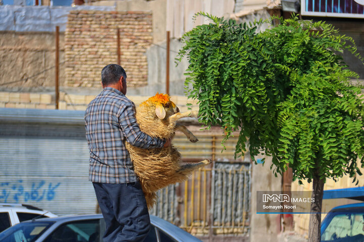 بازار دام کرمانشاه در عید اطاعت و بندگی قربان