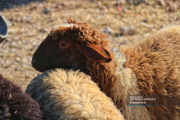 بازار دام کرمانشاه در عید اطاعت و بندگی قربان