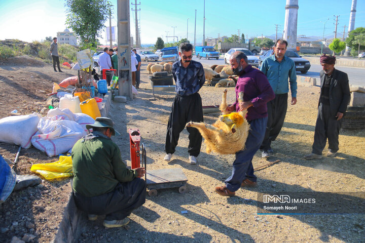 بازار دام کرمانشاه در عید اطاعت و بندگی قربان