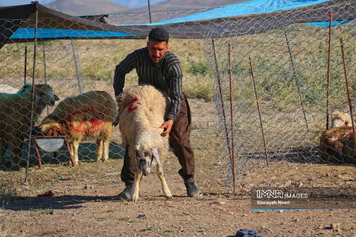 بازار دام کرمانشاه در عید اطاعت و بندگی قربان
