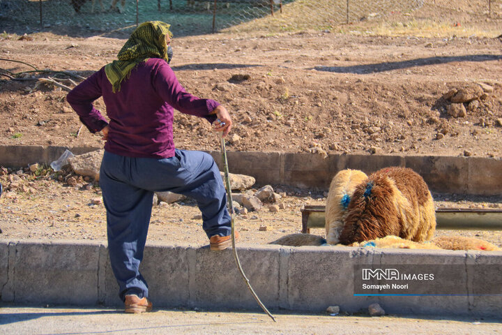 بازار دام کرمانشاه در عید اطاعت و بندگی قربان
