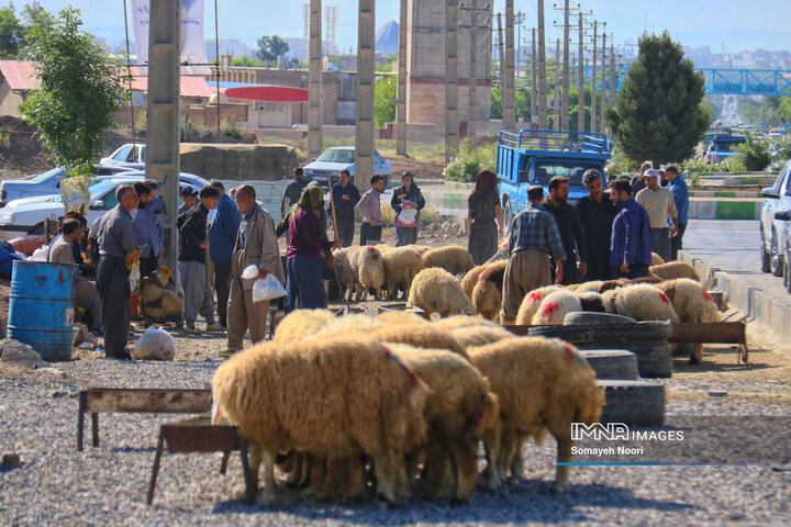 بازار دام کرمانشاه در عید اطاعت و بندگی قربان