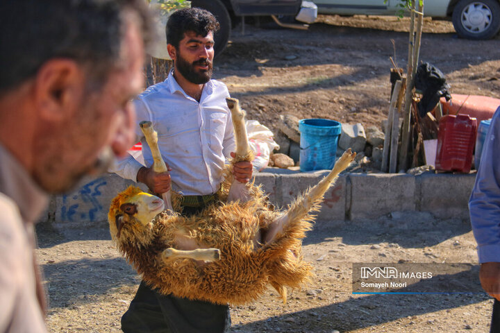 بازار دام کرمانشاه در عید اطاعت و بندگی قربان