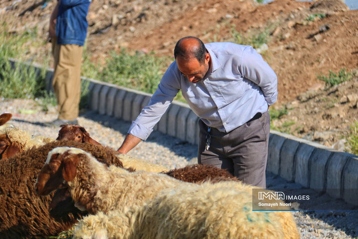 بازار دام کرمانشاه در عید اطاعت و بندگی قربان