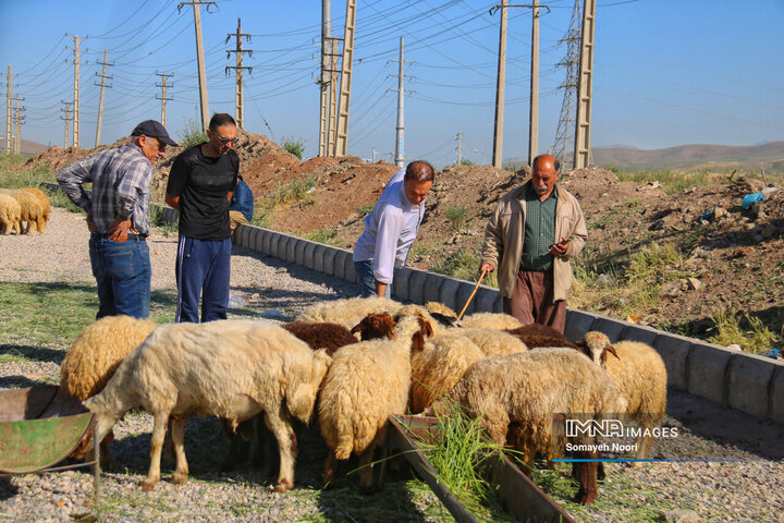 بازار دام کرمانشاه در عید اطاعت و بندگی قربان