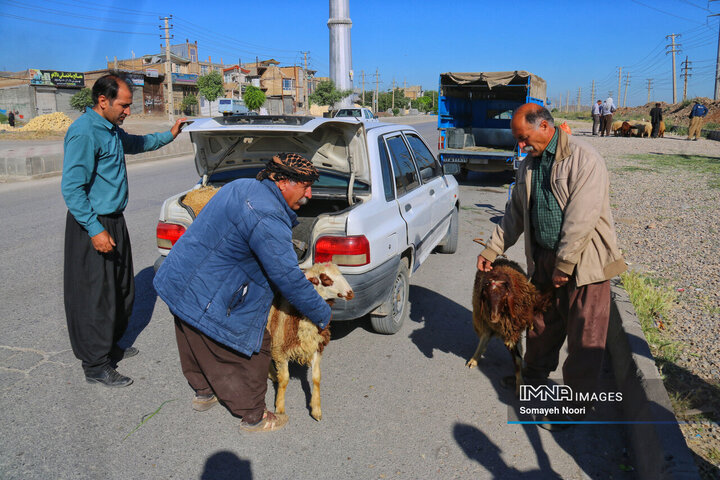 بازار دام کرمانشاه در عید اطاعت و بندگی قربان
