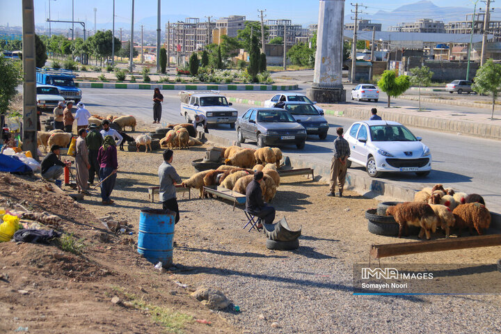 بازار دام کرمانشاه در عید اطاعت و بندگی قربان