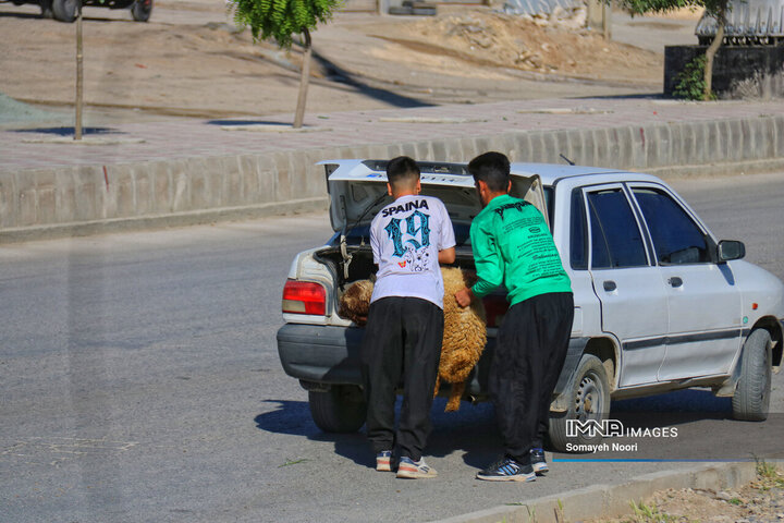 بازار دام کرمانشاه در عید اطاعت و بندگی قربان