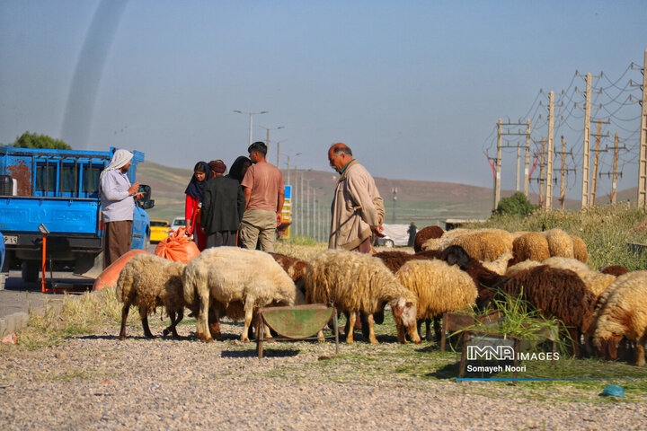 بازار دام کرمانشاه در عید اطاعت و بندگی قربان