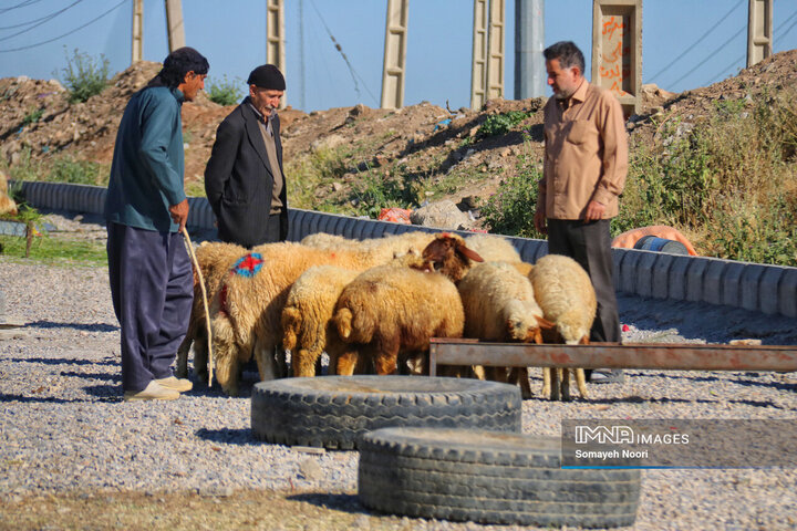 بازار دام کرمانشاه در عید اطاعت و بندگی قربان