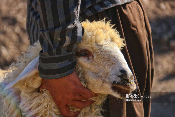 بازار دام کرمانشاه در عید اطاعت و بندگی قربان