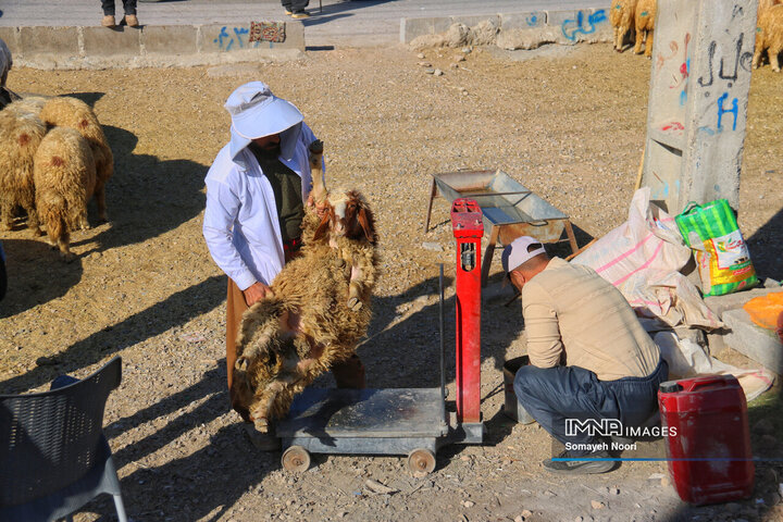 بازار دام کرمانشاه در عید اطاعت و بندگی قربان