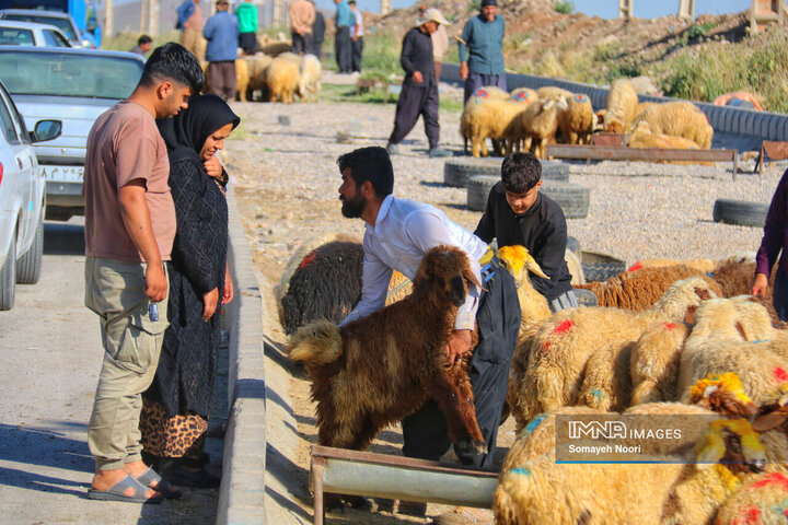 بازار دام کرمانشاه در عید اطاعت و بندگی قربان