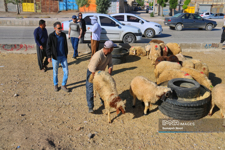 بازار دام کرمانشاه در عید اطاعت و بندگی قربان