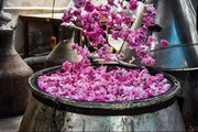 عطر گلاب در دل باغ‌های گل محمدی بروجرد