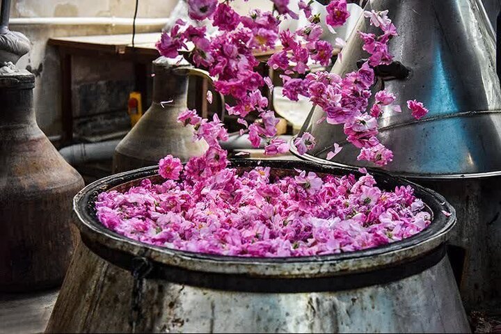 عطر گلاب در دل باغ‌های گل محمدی بروجرد