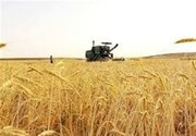 عبور خرید تضمینی گندم در کردستان از مرز ۳۵۵ هزار تُن