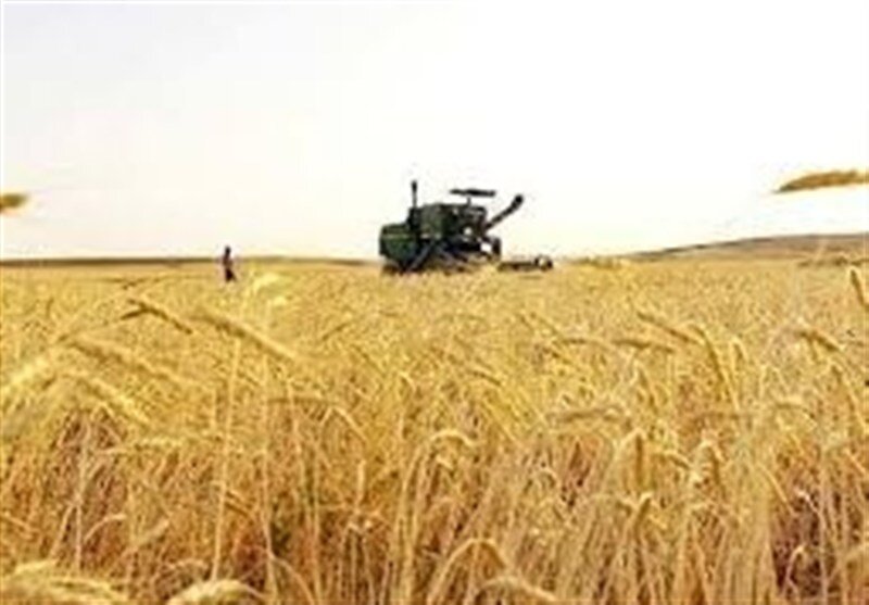 عبور خرید تضمینی گندم در کردستان از مرز ۳۵۵ هزار تُن
