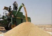افزایش ۸۸ درصدی خرید تضمینی گندم در استان بوشهر