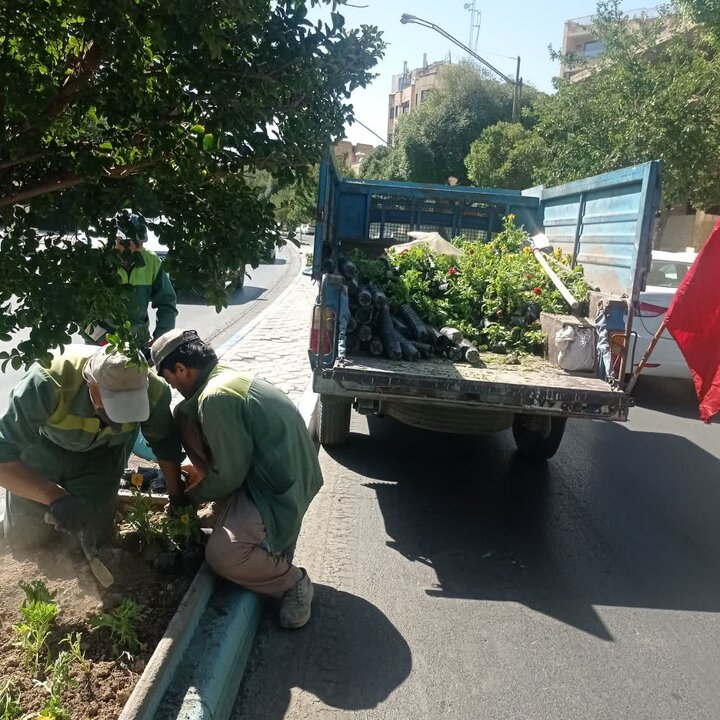 ۲ هزار مترمربع باغچه گل فصلی در منطقه ۶ اصفهان کاشته شد