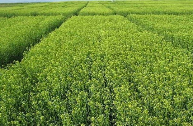 کاملینا؛ راهبرد طلایی در تبدیل دیمزارهای کشور به قطب تولید روغن