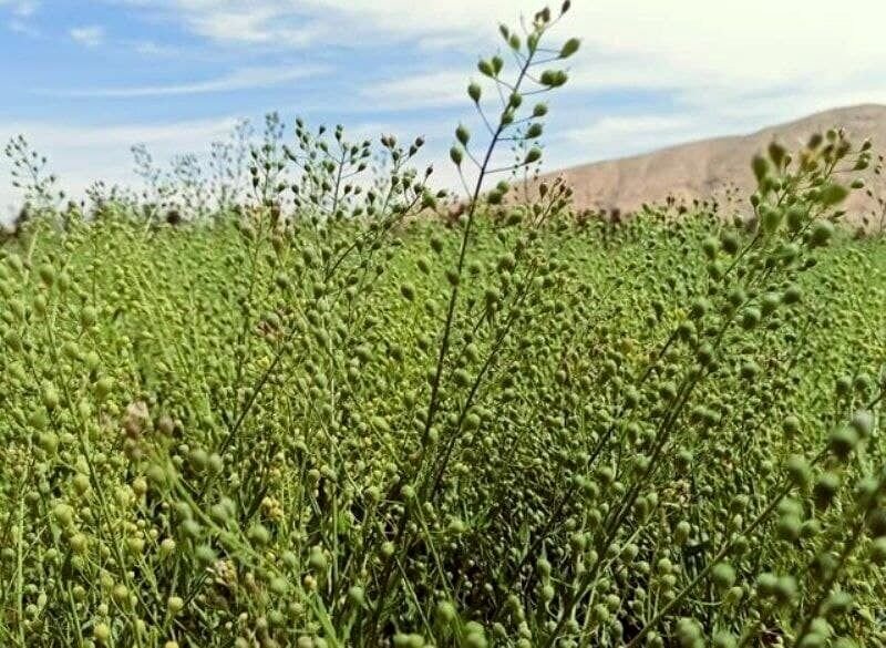 کاملینا؛ راهبرد طلایی در تبدیل دیمزارهای کشور به قطب تولید روغن