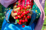 برداشت گیلاس و آلبالو از باغات مشهد