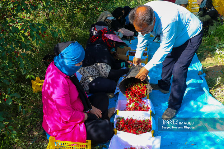 برداشت گیلاس از باغات مشهد