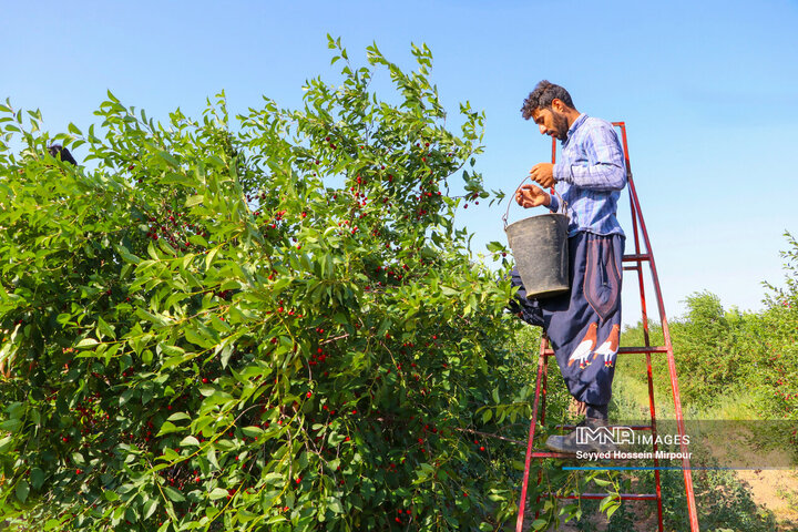 برداشت گیلاس از باغات مشهد