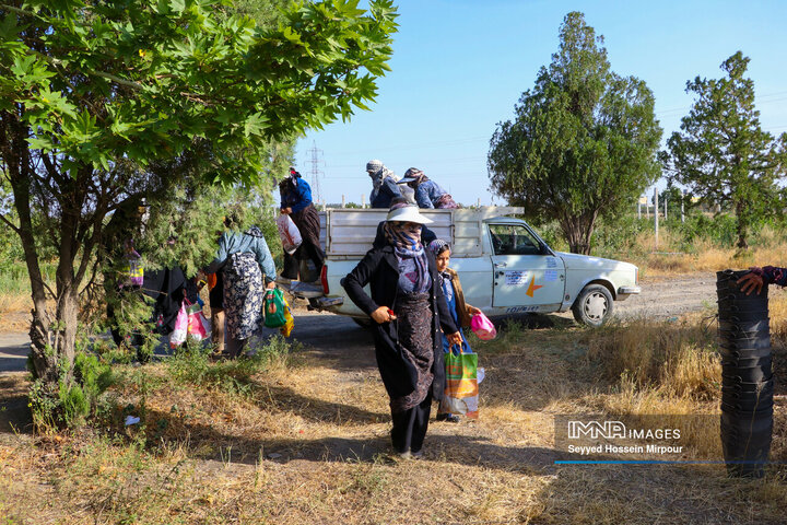 برداشت گیلاس از باغات مشهد
