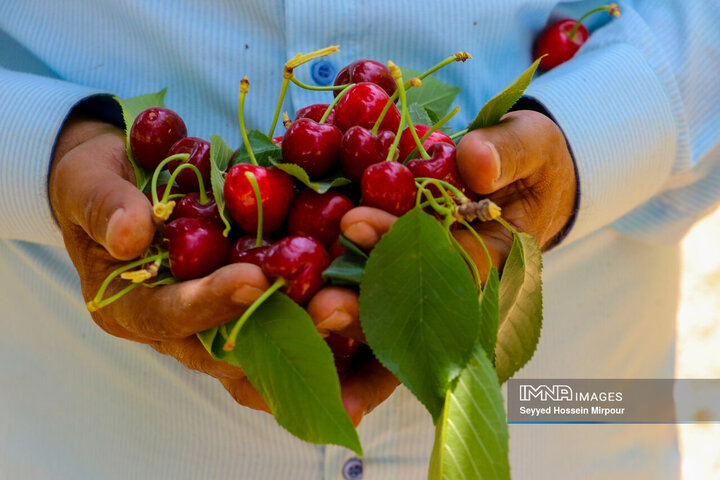 برداشت گیلاس از باغات مشهد