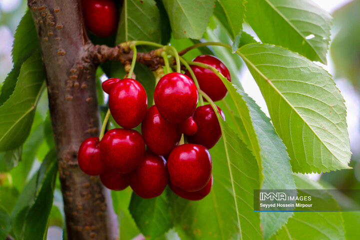 برداشت گیلاس از باغات مشهد