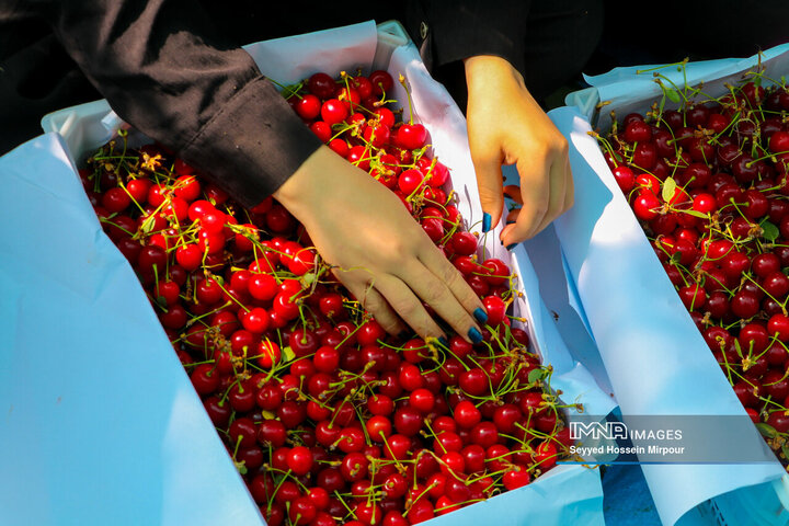 برداشت گیلاس از باغات مشهد