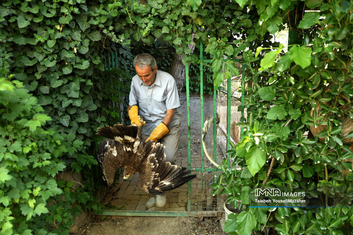 رها سازی پرندگان شکاری در همدان