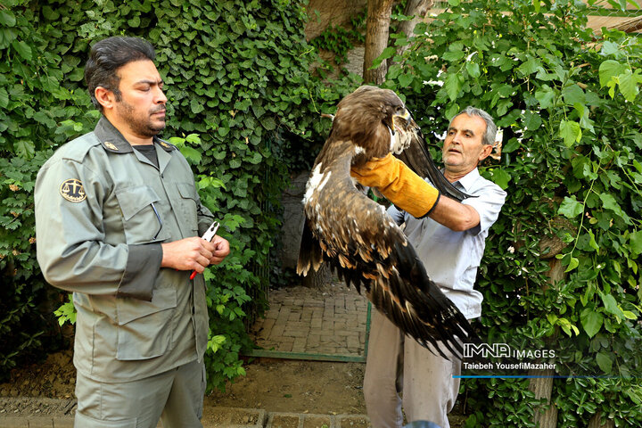 رها سازی پرندگان شکاری در همدان
