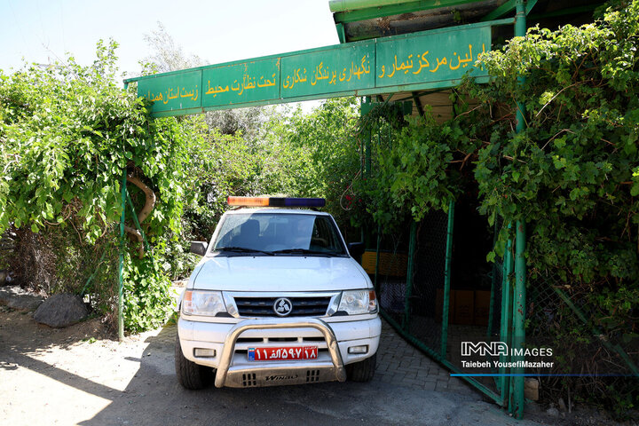 رها سازی پرندگان شکاری در همدان