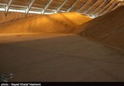 پرداخت بیش از ۱۶ هزارمیلیارد تومان به گندم‌کاران گلستانی