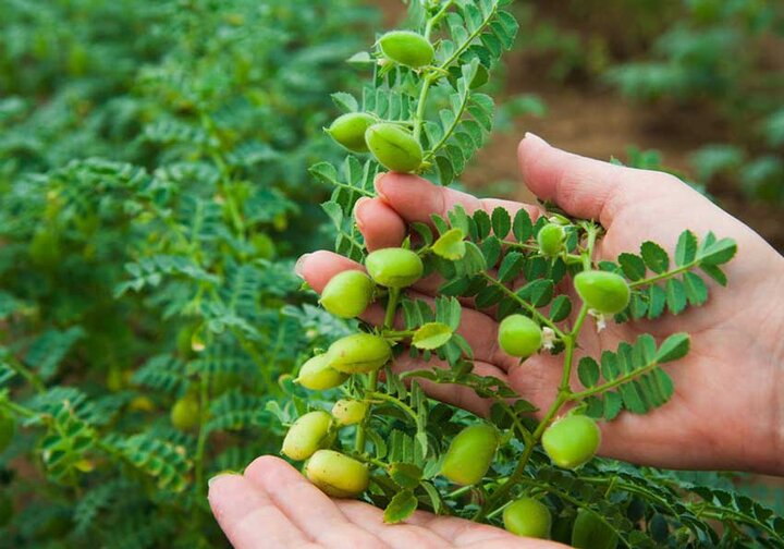 توسعه کشت پاییزه نخود در کردستان با اجرای کاروان‌های ترویجی کشاورزی
