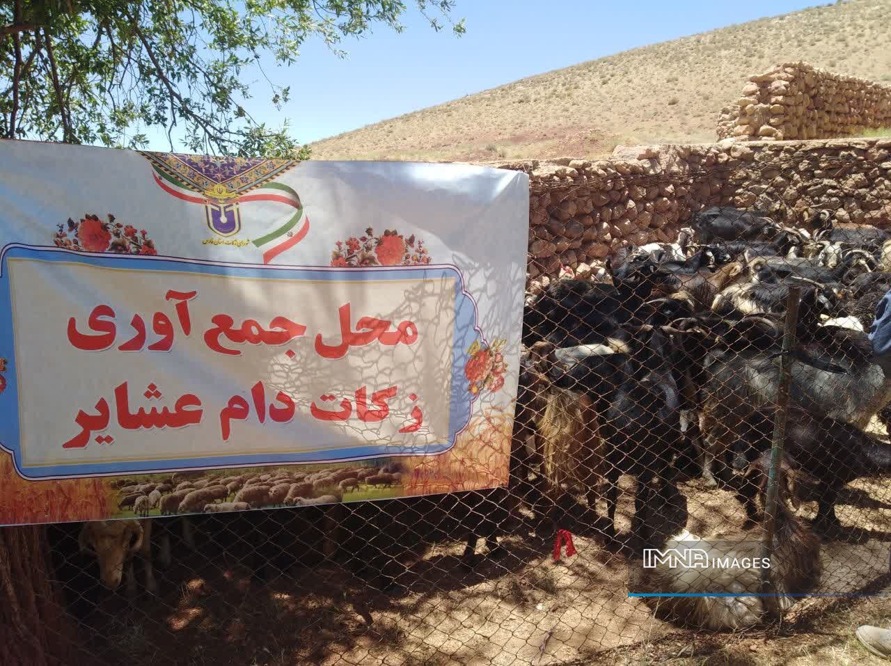 عشایر فارس ۸۰ درصد زکات دام را پرداخت کردند/ رشد چشمگیر مشارکت در سرچهان