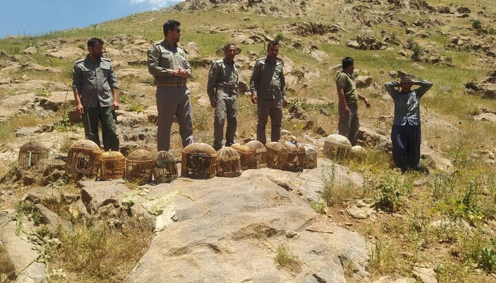 بازگشت ۱۸ کبک و یک سهره طلایی به طبیعت در منطقه حفاظت‌شده عبدالرزاق سقز