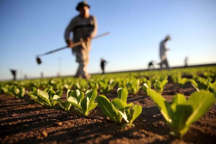 سازمان نظام مهندسی کشاورزی؛ سرمایه‌ای راهبردی برای توسعه پایدار کشور