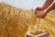 امنیت غذایی نباید قربانی واردات شود
