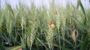 مبارزه علیه آفت سن گندم در ۶۵۰ هزار هکتار از مزارع کشور