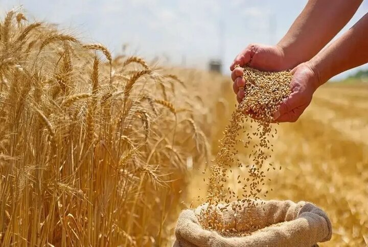 امنیت غذایی نباید قربانی واردات شود