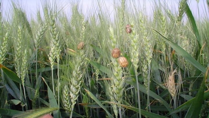 مبارزه علیه آفت سن گندم در ۶۵۰ هزار هکتار از مزارع کشور