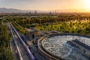 راز ماندگاری درختان اصفهان