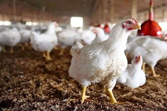 قطب دوم تولید مرغ کشور در مسیر توسعه صادرات