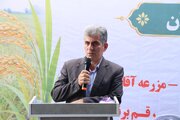 توسعه مکانیزاسیون، راهکار افزایش بهره‌وری و پایداری تولید برنج است