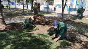 بهره‌گیری از چمن‌های مقاوم در فضای سبز شهری اراک